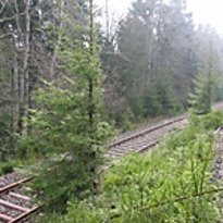 Die ehemalige Bahntrasse des Ruwer-Hochwald-Radweges Jahre nach der Stilllegung der Hochwaldbahn