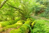 Wald