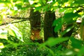 Nagespuren eines Biber