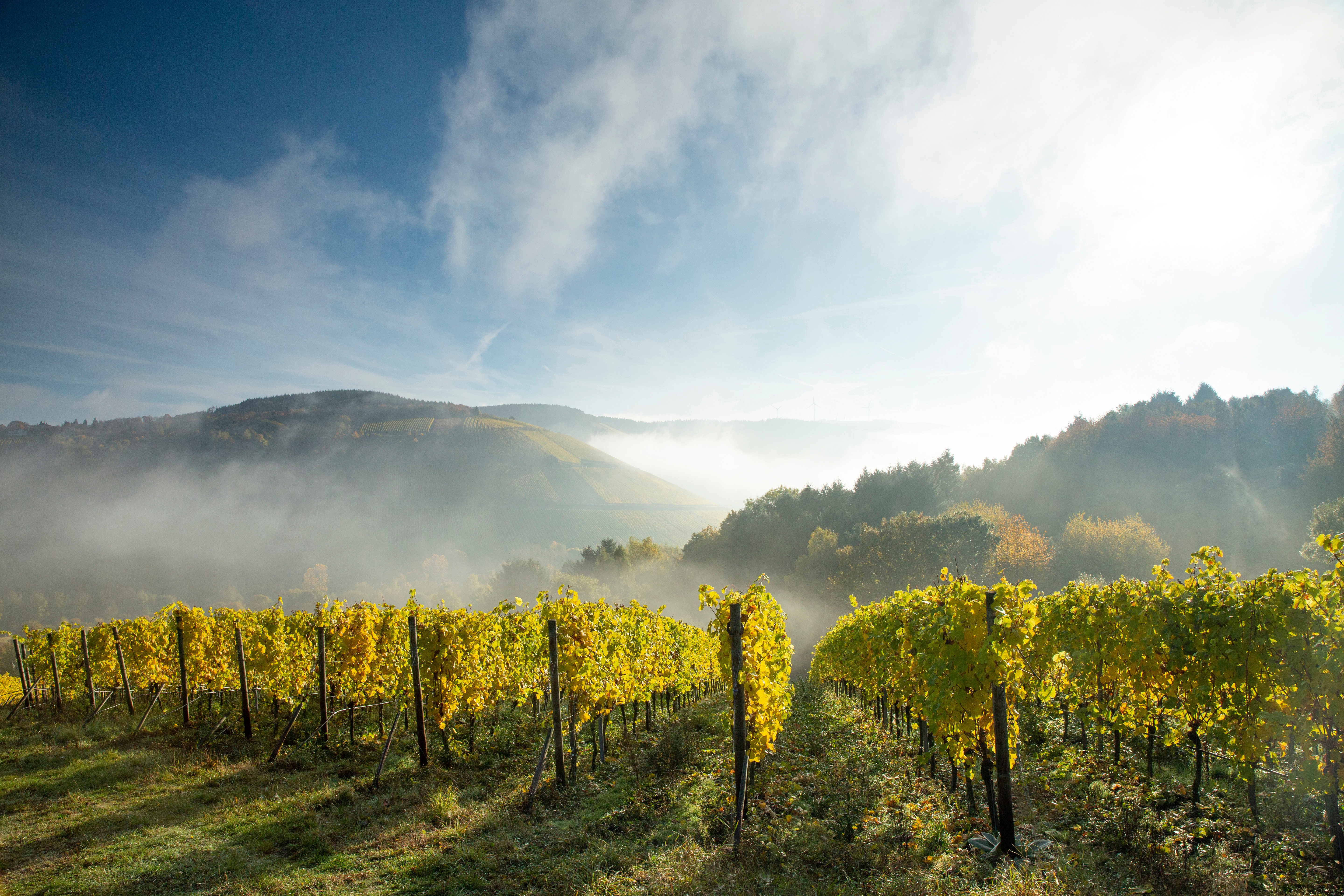 Blick auf Weinberge im Nebel