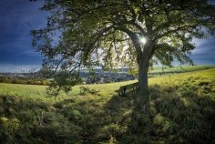 Ruwertal - Baum - Pluwig am Weg Richt. Franzenheim - Herbst -Panorama Ruwertal - Baum - Pluwig am Weg Richt. Franzenheim - Herbst -Panorama