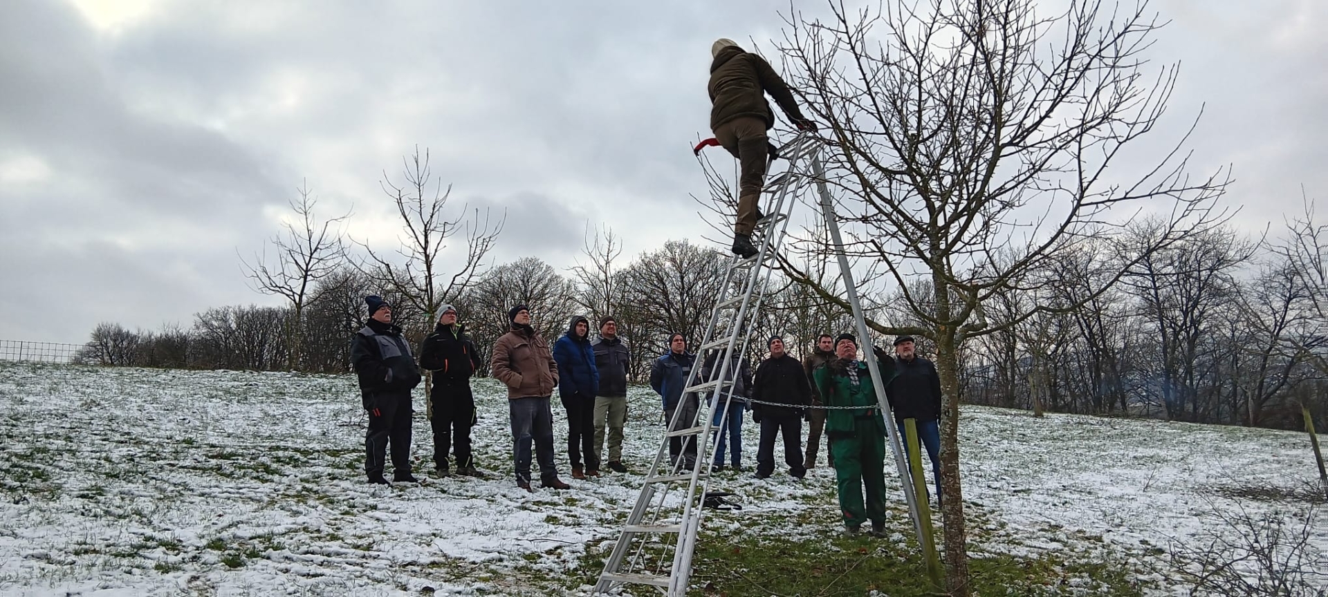 Baum und Menschen in winterlicher Landschaft, Mann steht auf Leiter, die an einen Baum angelehnt ist.