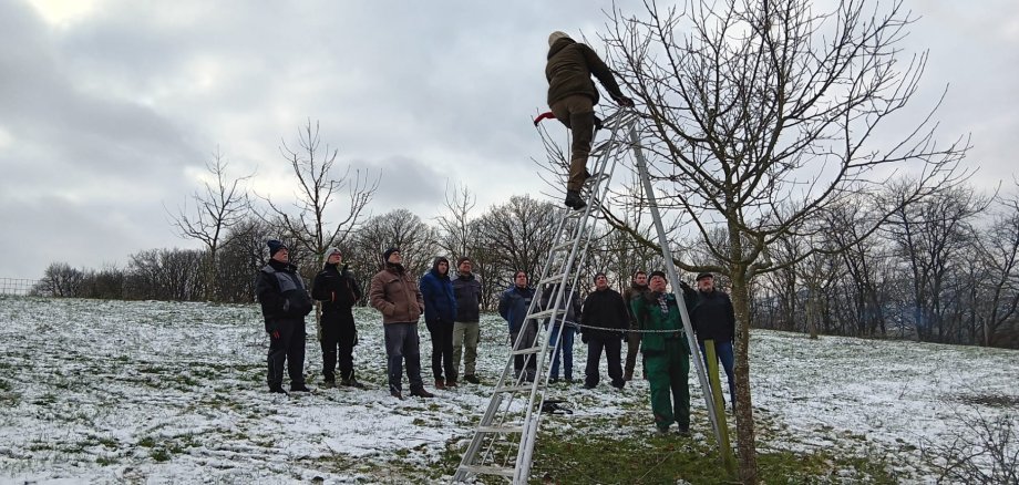 Baum und Menschen in winterlicher Landschaft, Mann steht auf Leiter, die an einen Baum angelehnt ist.