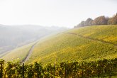 Blick auf eine Weinlage im Herbst