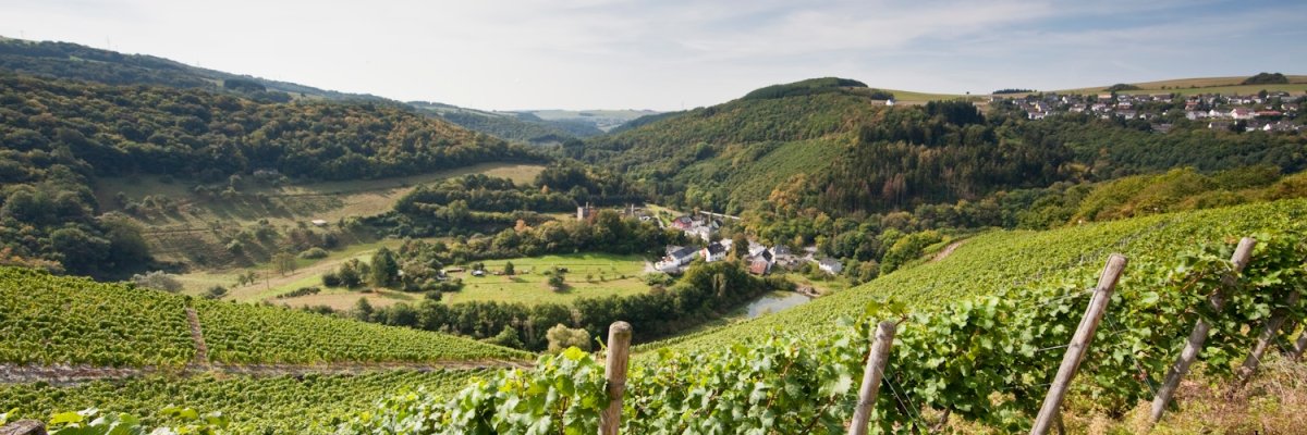 Blick über Weinberge