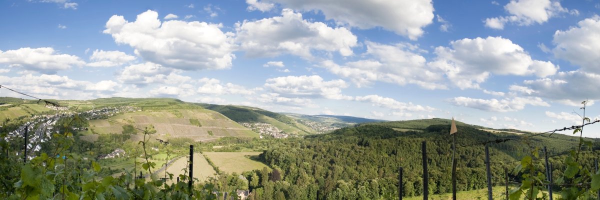 Panoramablick durch die Weinberge auf die Ortschaften Mertesdorf und Kasel