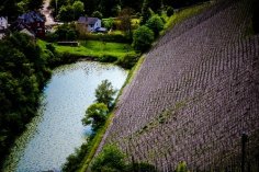 Seerosenteich neben Weinberg