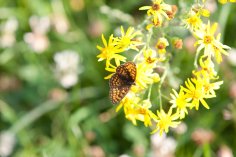 Blüten mit Schmetterling