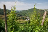 Blick durch Weinreben auf die Burgruine Sommerau