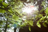 Sonne, die durch grüne Äste scheint