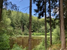 Kleiner See im Wald
