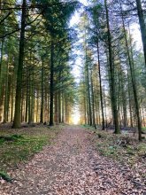 Blick von einem Waldweg auf eine Lichtung
