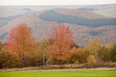 Herbstlich gefärbte Laubbäume