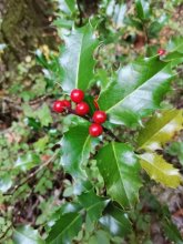 Walddistel mit roten Beeren