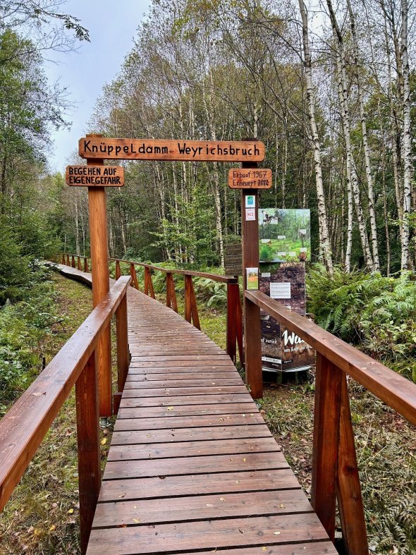 Knüppeldamm im Weyrichsbruch