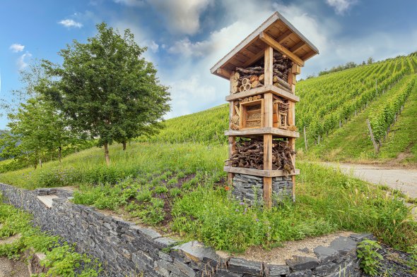 Lebensbaum in Kasel am Ruwer-Riesling-Erlebnisweg