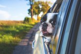 Hund schaut aus dem Auto